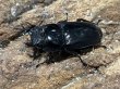 画像2: スマトラオオヒラタ 　94/51　成虫ペア (2)