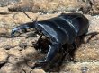画像1: スマトラオオヒラタ 　84/48　成虫ペア (1)