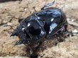 画像2: 漆赤レギウスオオツヤクワガタ　67/45　ペア (2)