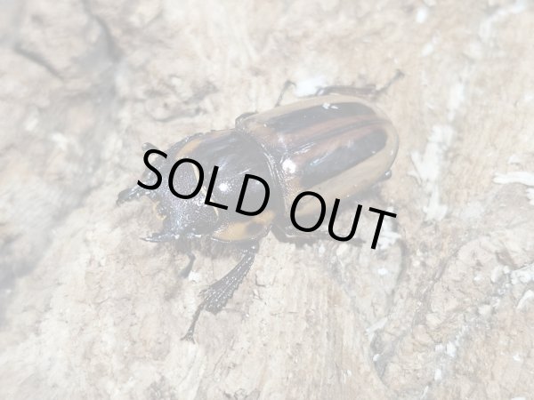 画像2: ラテラリスノコギリ　51/29 ペア (2)