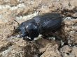 画像2: アマミノコギリ　70/39　ペア (2)
