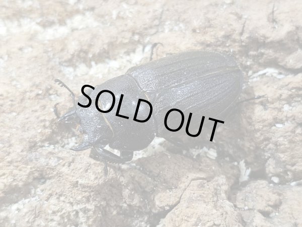 画像2: アマミノコギリ　70/39　ペア (2)