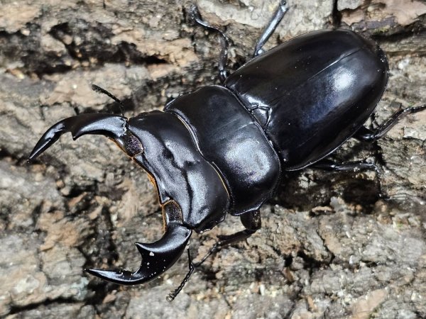 画像1: アンタエウスオオクワガタ　73/45　ペア (1)
