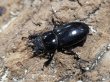 画像2: チョウセンヒラタ 　40/29　成虫ペア (2)