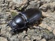 画像2: アンタエウスオオクワガタ　73/45　ペア (2)