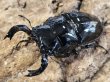 画像1: タランドゥスオオツヤクワガタ　74/53 ペア (1)