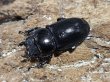 画像2: イグニス血統・テイオウヒラタ　85/37　ペア (2)