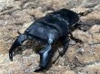 画像1: スマトラオオヒラタ 　93/49　成虫ペア (1)