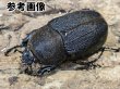 画像2: D.ヘラクレス・ヘラクレス　145/free　ペア (2)