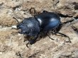 画像2: WD 　リュートネルツヤクワガタ　47/33　成虫ペア (2)