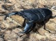 画像1: スマトラオオヒラタ 　94/51　成虫ペア (1)