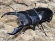 画像1: イグニス血統・テイオウヒラタ　85/37　ペア (1)