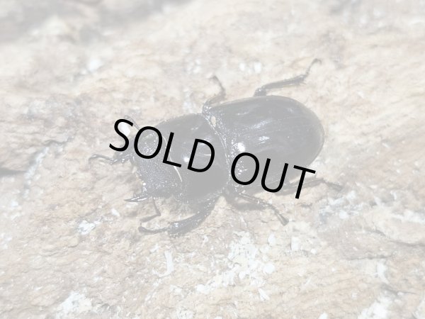 画像2: インターメディウスヒラタ・亜種ピロシペス　38/26　成虫ペア (2)