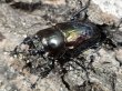 画像2: ニジイロクワガタ　52/37　成虫ペア (2)