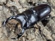 画像1: クルビデンスオオクワガタ　70/38　ペア (1)