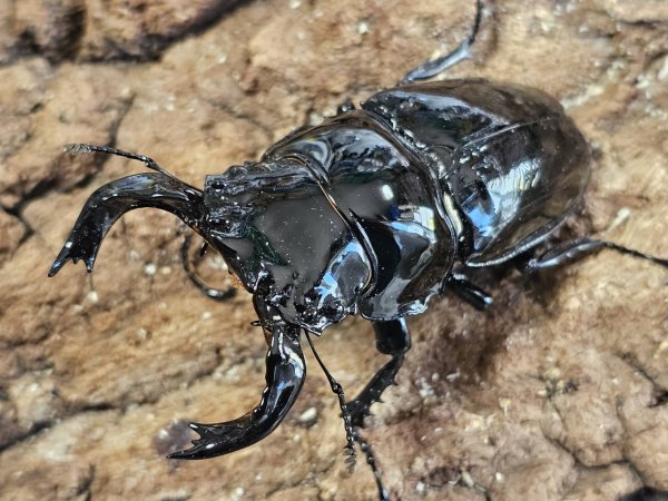 画像1: タランドゥスオオツヤクワガタ　78/53 ペア (1)