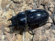 画像2: オオクワガタ　84.0/54.5　ペア (2)