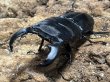 画像1: スマトラオオヒラタ プロナス　86/47　成虫ペア (1)