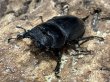 画像2: スマトラオオヒラタ 　98/50　成虫ペア (2)