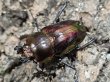 画像2: ニジイロクワガタ　52/38　成虫ペア (2)