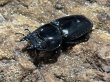 画像2: スマトラオオヒラタ 　99/52　成虫ペア (2)