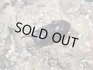 ナカジ　ラフェルトノコギリクワガタ　ハスタートノコギリクワガタ　2匹セット 月夜野きのこ園クワガタ菌床販売部 / ハスタート