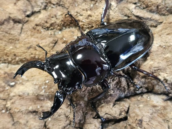 画像1: 漆赤レギウスオオツヤクワガタ　69/48　ペア (1)