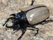 画像1: ゴホンヅノカブト　65/54　ペア (1)
