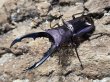 画像1: メタリフェルホソアカ パープル系 55/23　成虫ペア (1)