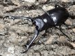 画像1: ギラファノコギリクワガタ　91/46　ペア (1)