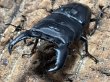 画像1: スマトラオオヒラタ 　96/52　成虫ペア (1)