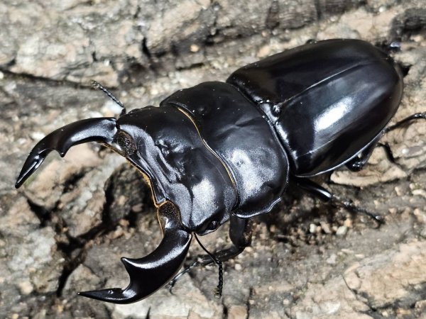 画像1: アンタエウスオオクワガタ　83/47　ペア (1)