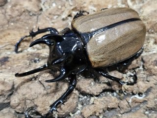 カブト・クワガタ 岡山県より全国へ販売
