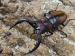 画像1: トカラノコギリ　60/34　ペア (1)