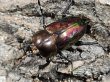 画像2: ニジイロクワガタ　51/38　成虫ペア (2)