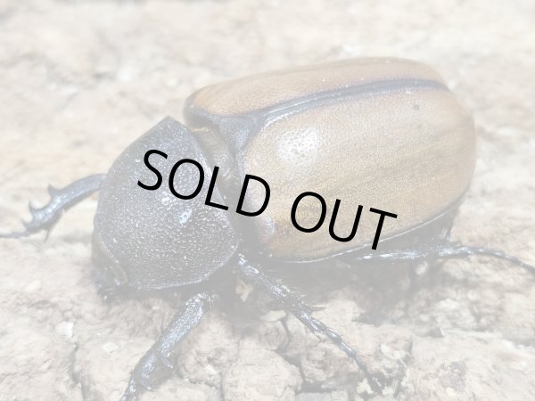 画像2: ゴホンヅノカブト　free　ペア (2)