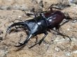 画像1: ハイチュヌスコクワ　55/34　成虫ペア (1)