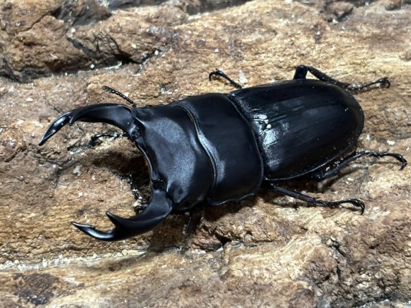 画像1: オオクワガタ　70/41　ペア (1)