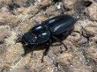 画像2: スマトラオオヒラタ 　78/48　成虫ペア (2)