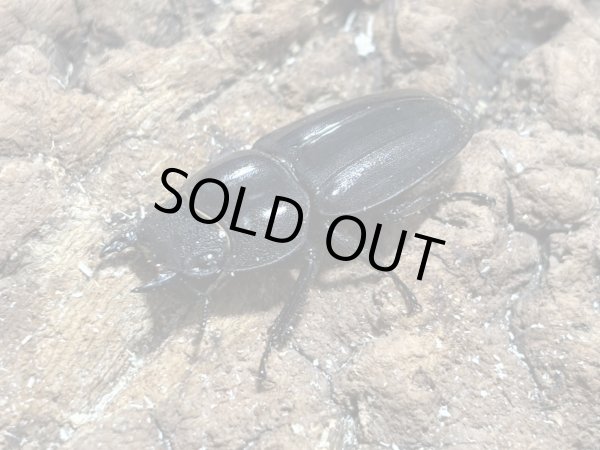 画像2: スマトラオオヒラタ 　78/48　成虫ペア (2)