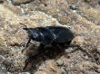 画像2: スマトラオオヒラタ ベンクール　82/44　成虫ペア (2)