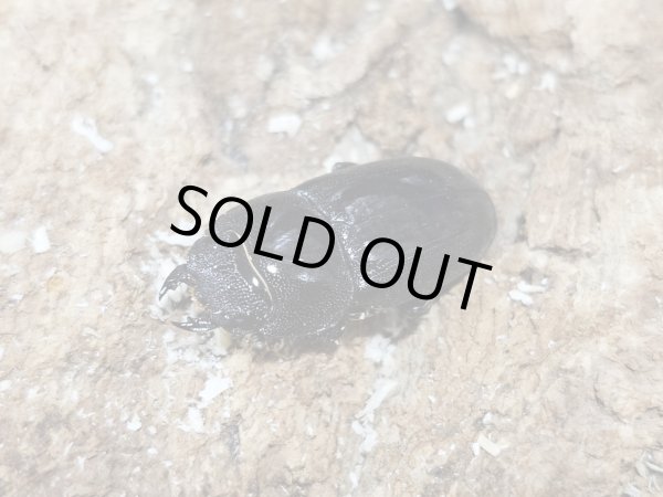 画像2: テルナテヒラタ　37/24　成虫ペア (2)