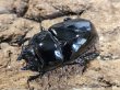 画像2: タランドゥスオオツヤクワガタ　74/53 ペア (2)