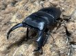 画像1: スマトラオオヒラタ ベンクール　82/44　成虫ペア (1)
