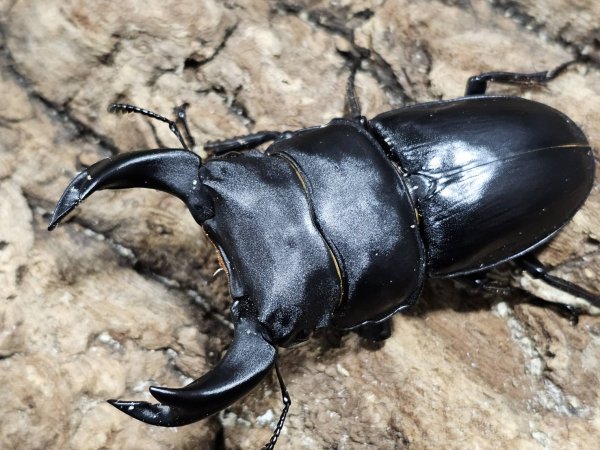 画像1: ホペイオオクワガタ　75/46　ペア (1)