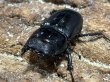 画像2: スマトラオオヒラタ 　84/48　成虫ペア (2)