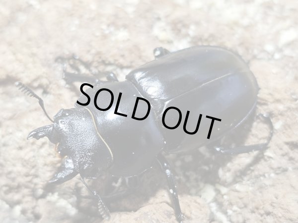 画像2: フォルスター・キヨタミ　75/42　ペア (2)