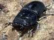 画像2: スマトラオオヒラタ 　96/52　成虫ペア (2)