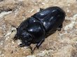 画像2: オオクワガタ　84.5/54.5　ペア (2)