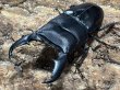 画像1: スマトラオオヒラタ 　98/50　成虫ペア (1)